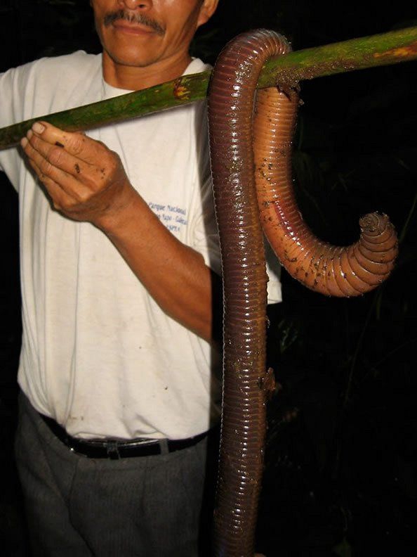 慎入!厄瓜多尔怪物级"巨型蚯蚓"壮如蛇 长1.5米重一斤